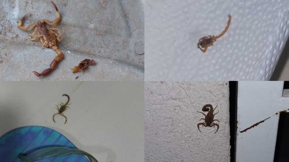 Infestação de escorpião em bairros de Campo Grande preocupa moradores 