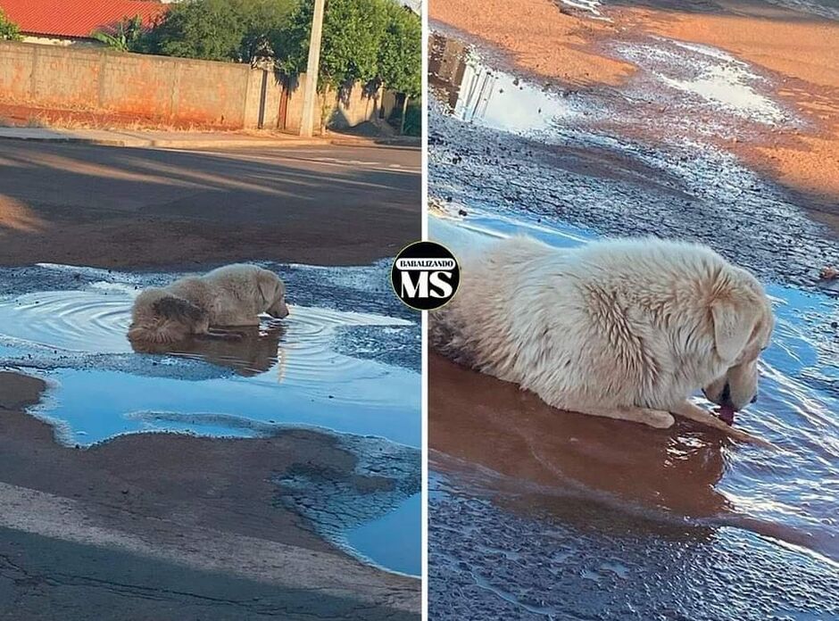 Doguinho já viralizou nas redes sociais