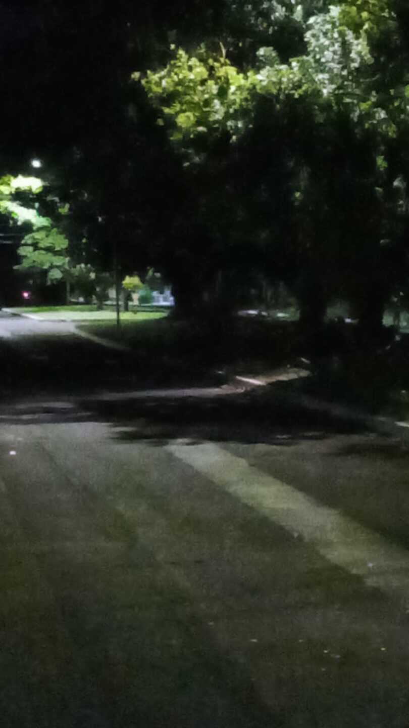 Folhas encobrem as l&acirc;mpadas e dificulta a ilumina&ccedil;&atilde;o na regi&atilde;o 