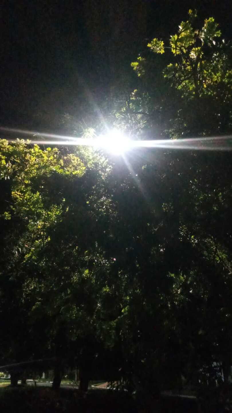 Folhas encobrem as l&acirc;mpadas e dificulta a ilumina&ccedil;&atilde;o na regi&atilde;o 