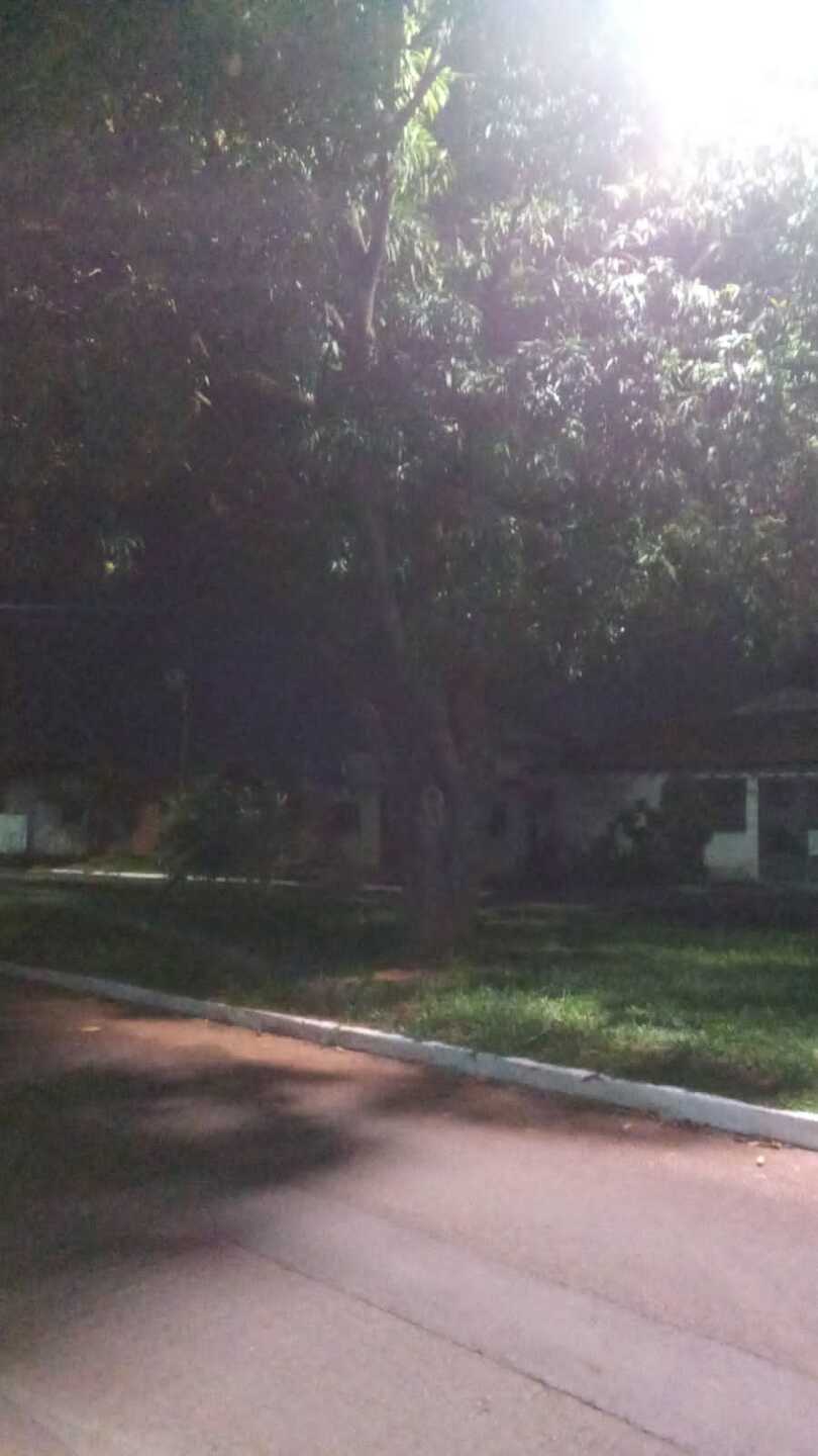 Folhas encobrem as l&acirc;mpadas e dificulta a ilumina&ccedil;&atilde;o na regi&atilde;o 