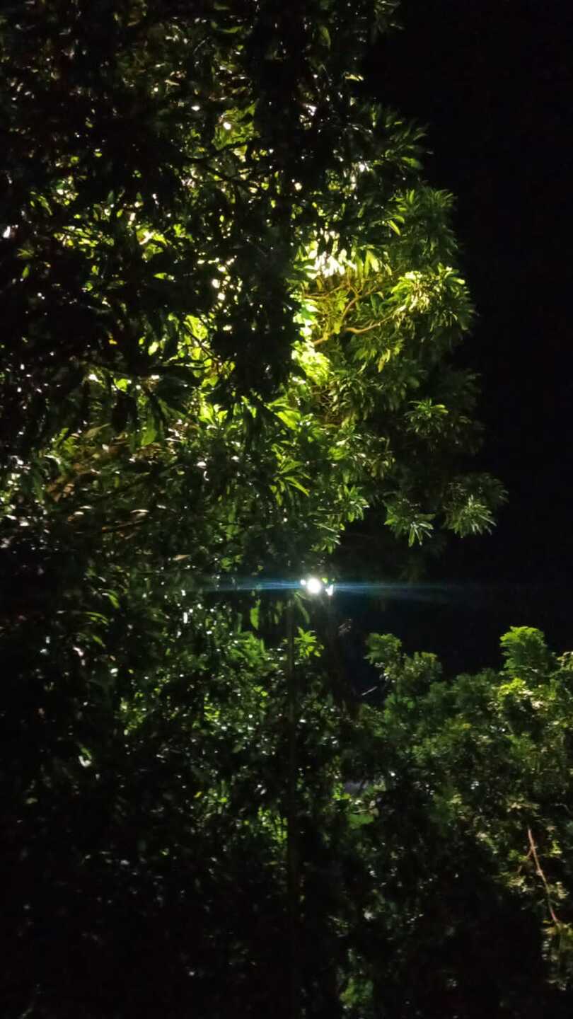 Folhas encobrem as l&acirc;mpadas e dificulta a ilumina&ccedil;&atilde;o na regi&atilde;o 