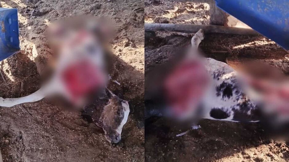 Animal tinha 2 meses e pesava 90 quilos