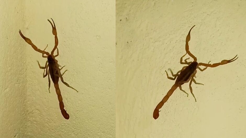 Animal foi encontrado na parede da casa