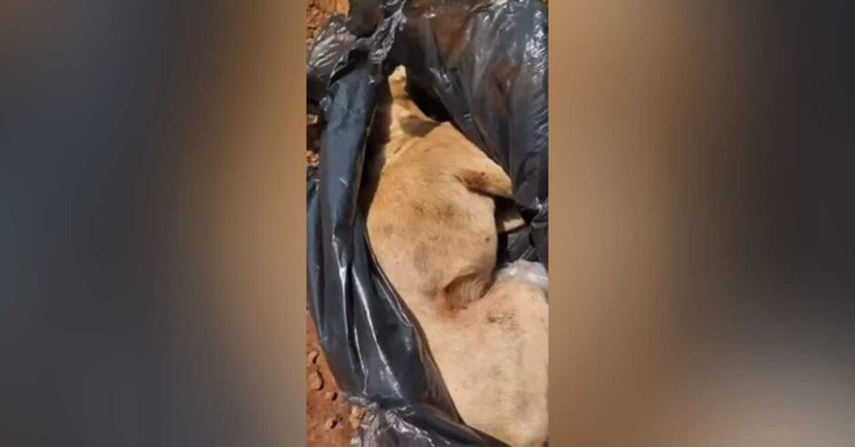 Animal foi encontrado agonizando dentro de um saco de lixo