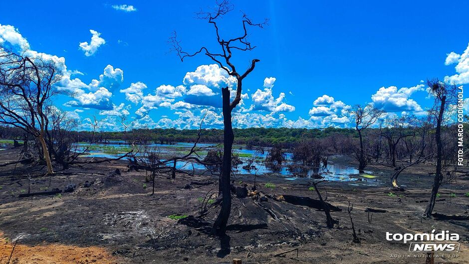 Em Mato Grosso do Sul, o período de emergência muda, conforme a época e a localização