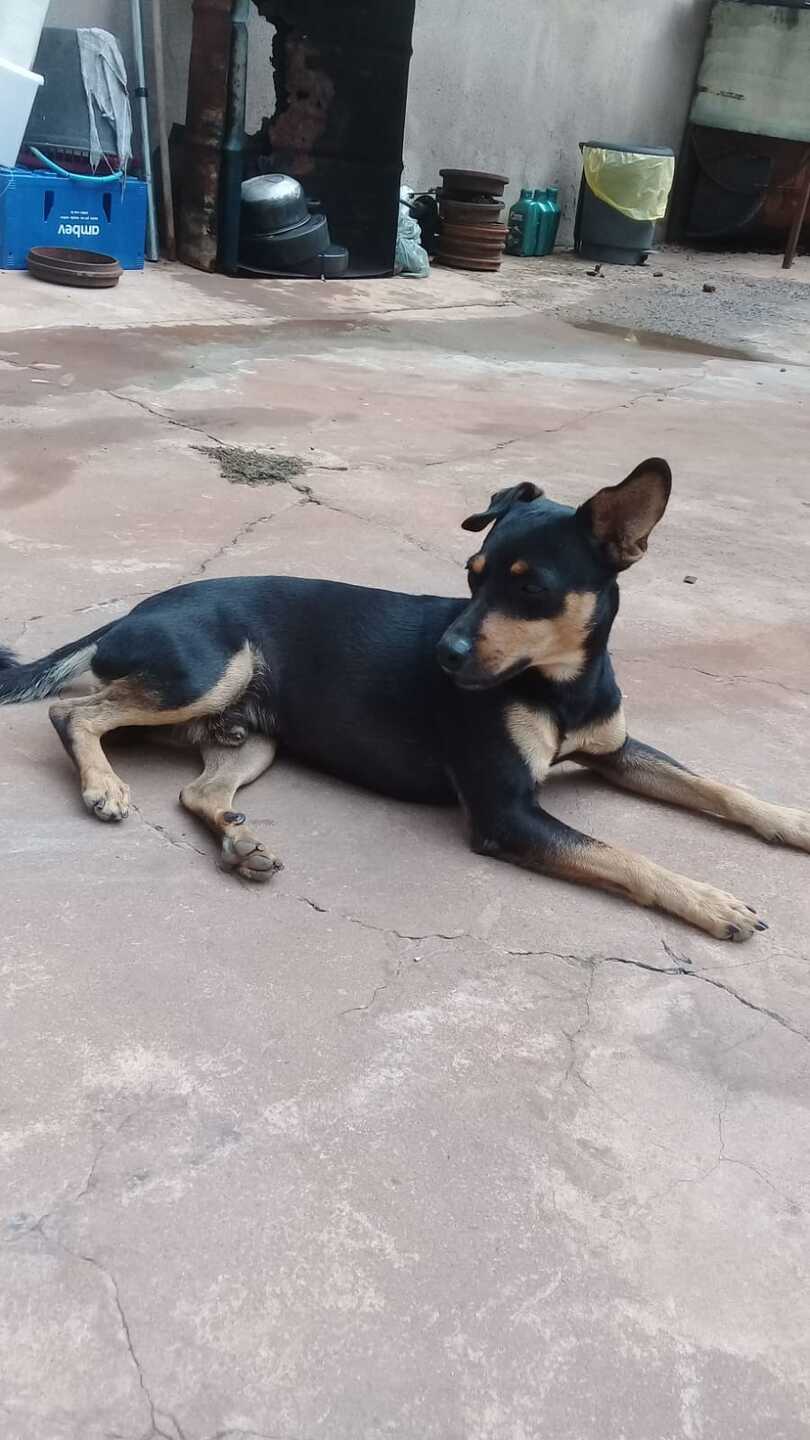 Negão é companheiro de senhora que faz apelo para ter o cachorro de volta