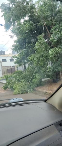 Temporal derrubou diversas árvores na cidade