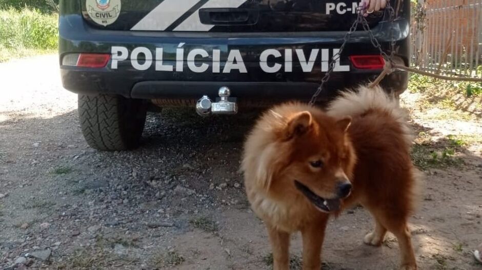 Animal foi resgatado pela Polícia Civil