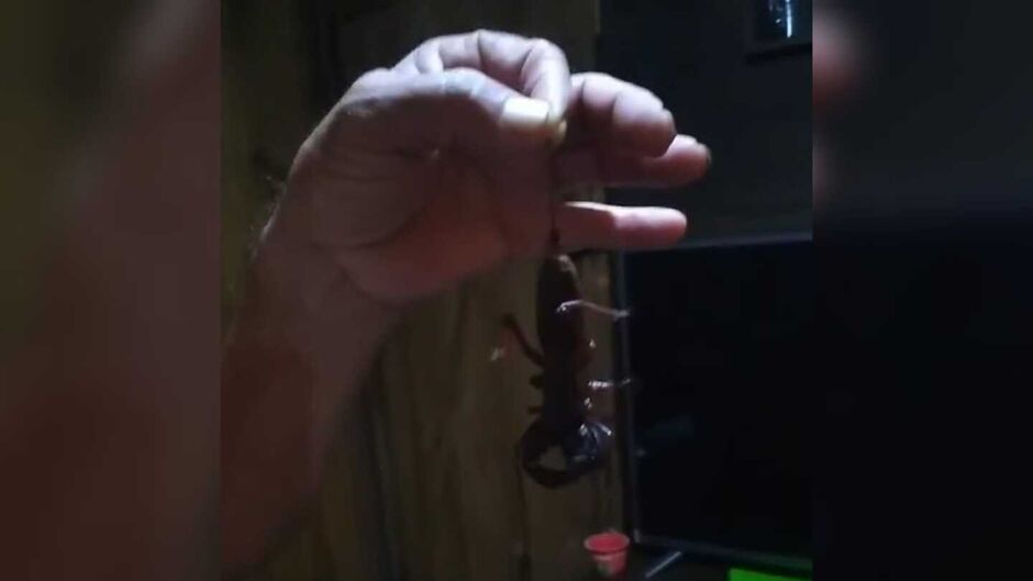 Escorpião foi encontrado na residência da família