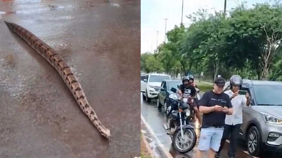 Jiboia contou até com escolta e foi fotografada e filmada pelas pessoas