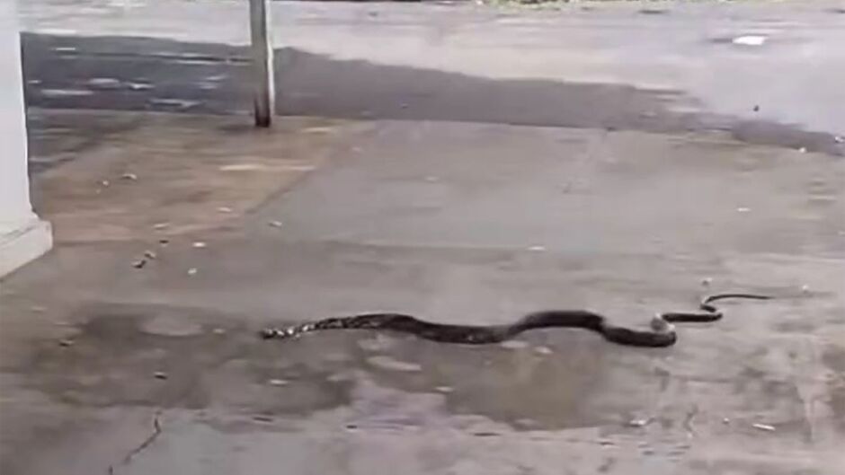 Serpente estava quase entrando em uma casa, quando morador filmou o animal