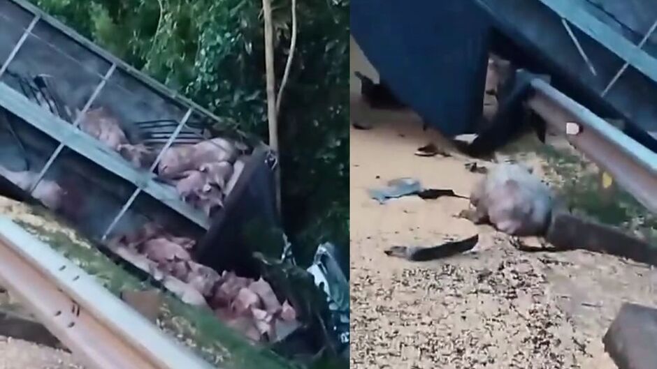 Carga de porcos espalhada pela rodovia