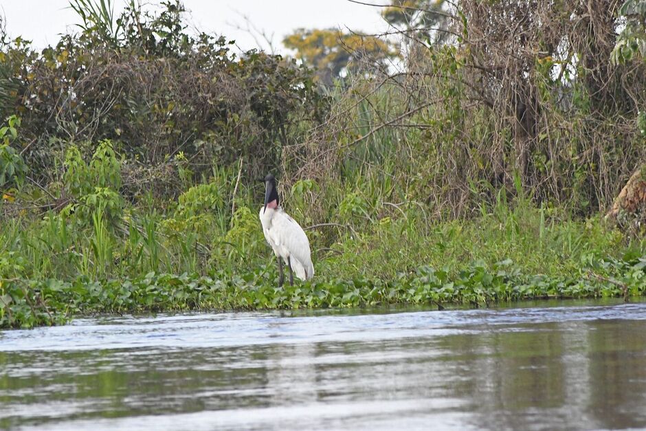 Os estados de Mato Grosso do Sul e Mato Grosso já estão em situação de seca, de acordo com dados do Cemaden