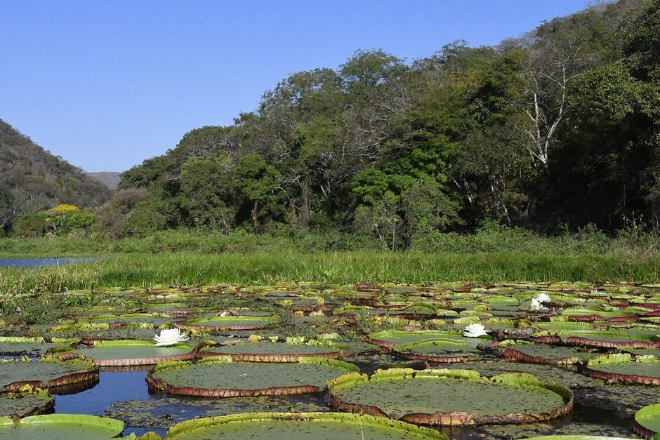 Os estados de Mato Grosso do Sul e Mato Grosso já estão em situação de seca, de acordo com dados do Cemaden