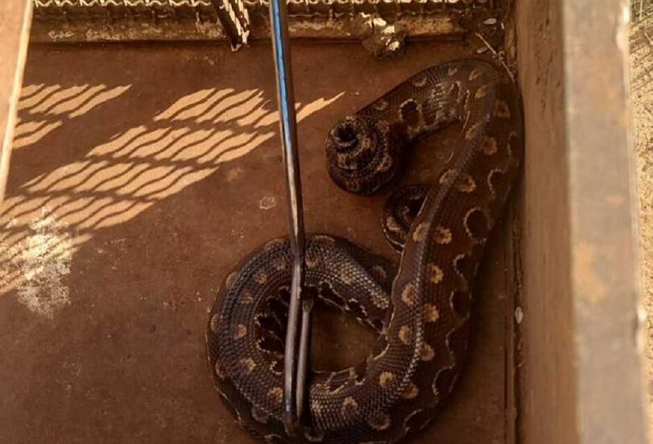 Cobra foi capturada pela Polícia Militar Ambiental