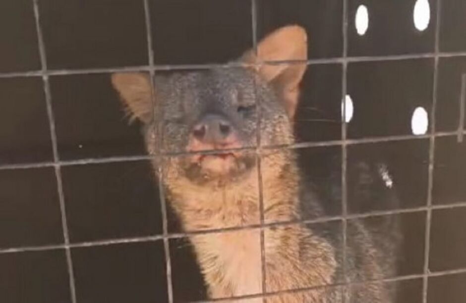 Animal foi resgatado por militares do Corpo de Bombeiros