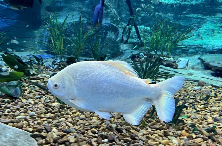 Peixes chamam atenção pelo tamanho e a beleza