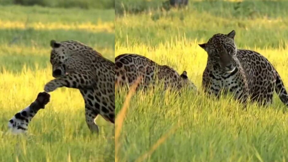 O fotógrafo Lucas Morgado capturou um momento raro