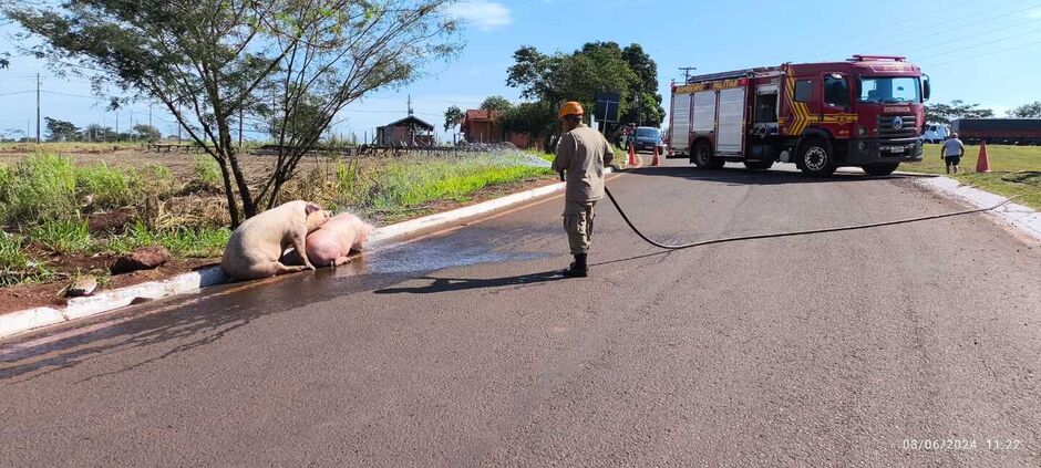 Carreta carregada com suínos tomba em anel viário em Dourados 