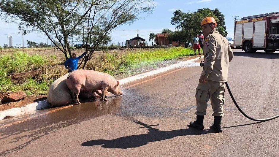 Carreta carregada com suínos tomba em anel viário em Dourados 