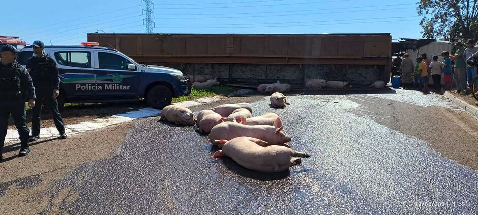 Carreta carregada com suínos tomba em anel viário em Dourados 