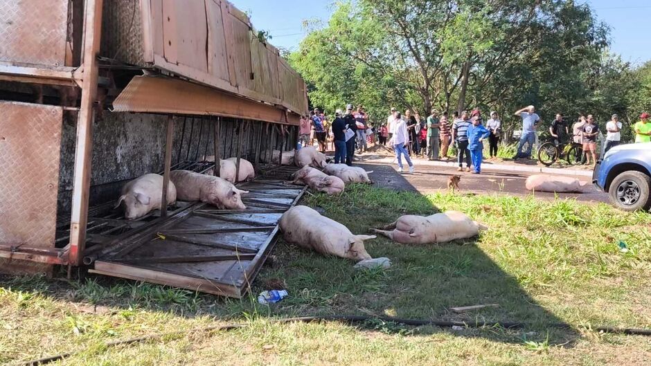 Carreta carregada com suínos tomba em anel viário em Dourados 