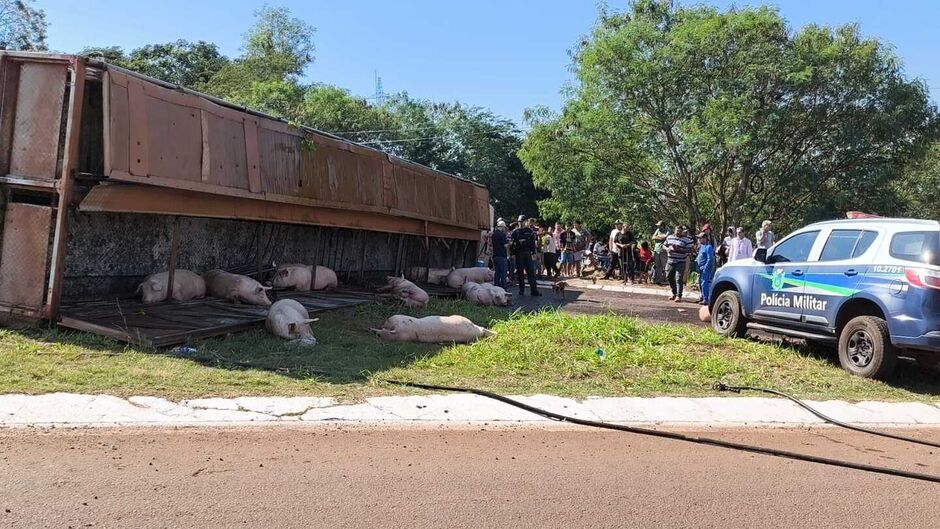 Carreta carregada com suínos tomba em anel viário em Dourados 