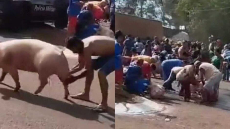 Animais sendo capturados pelos moradores