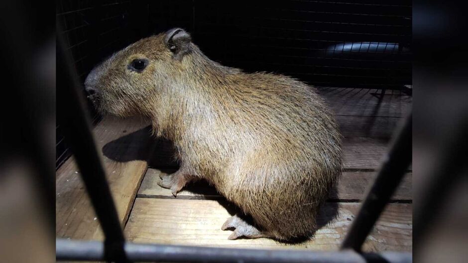 Filhote de capivara é resgatado durante cumprimento de prisão em boca de fumo em Dourados