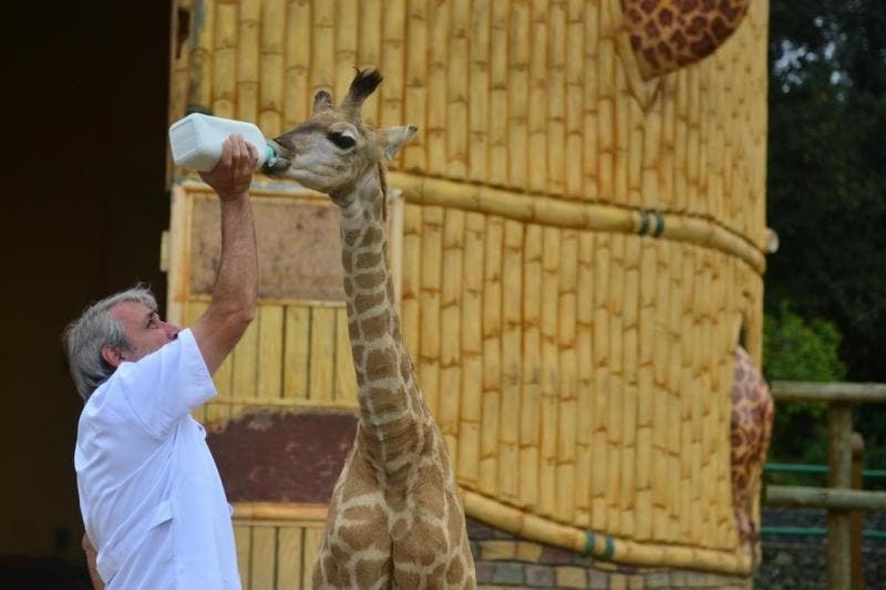 Beto Carrero World fecha zoológico após 30 anos