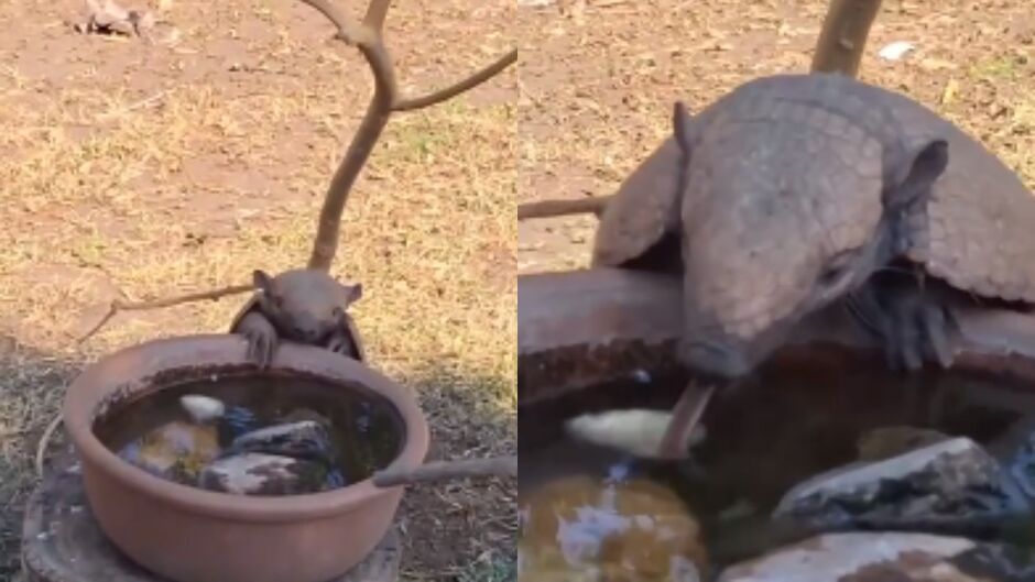Na imagem, é possível ver o pequeno tatu se aproximando de uma espécie de bacia de barro