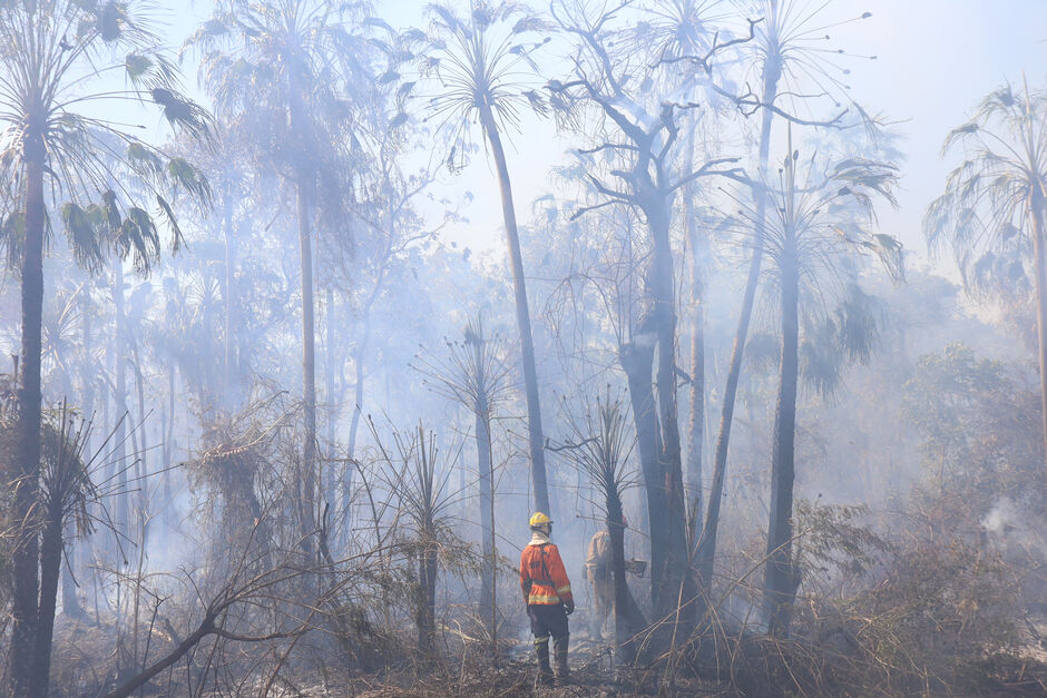 Desde o começo do ano até 9 de julho, 594 mil hectares foram queimados no Pantanal sul-mato-grossense