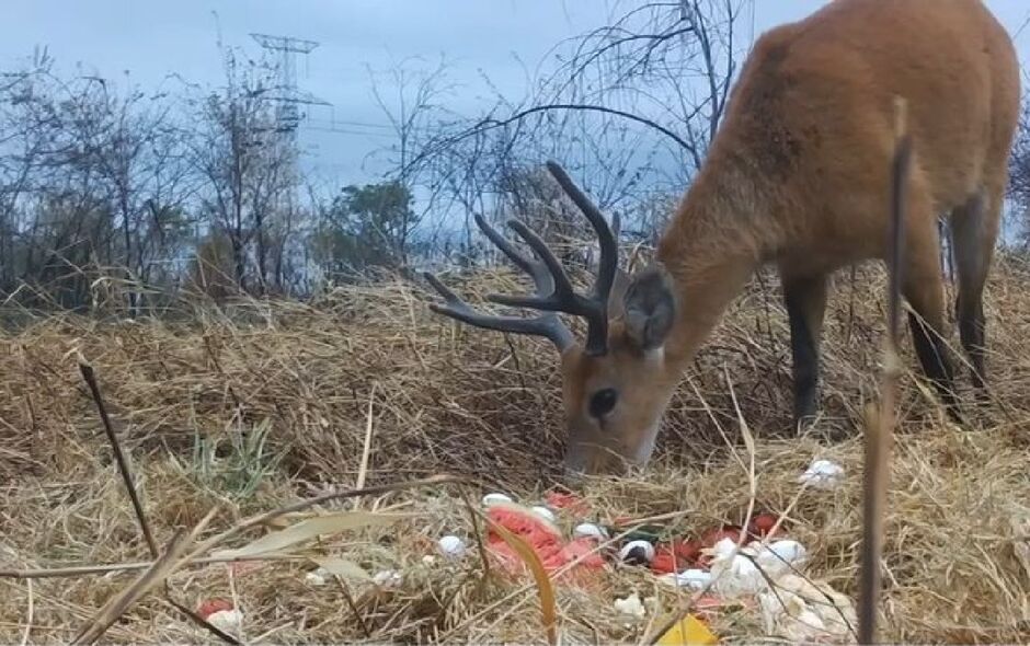 Grupo promove fuga de animais diante do fogo 