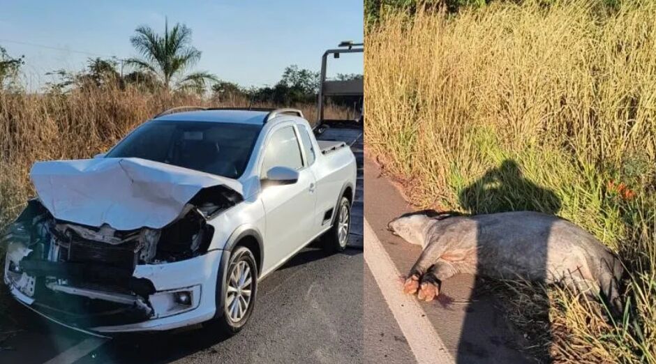 As autoridades foram acionadas para prestar assistência e remover o animal da pista