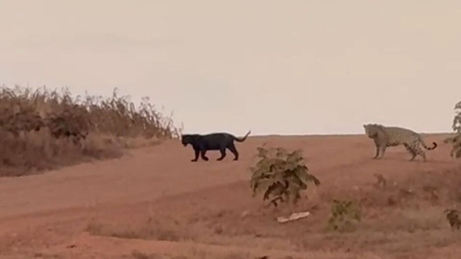 'Acho que vi um gatinho'; Trabalhadores registram onças passeando por estrada em Sonora