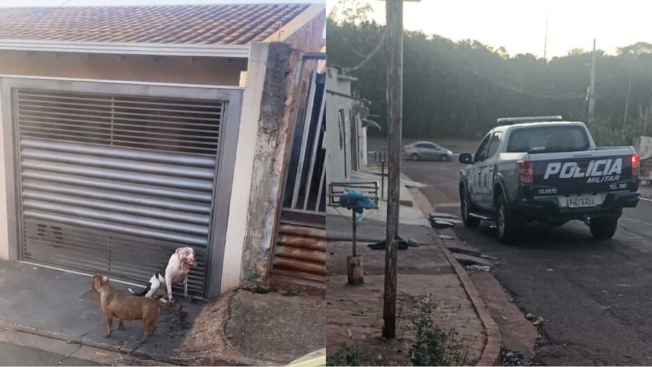 Pitbulls estavam soltos na rua