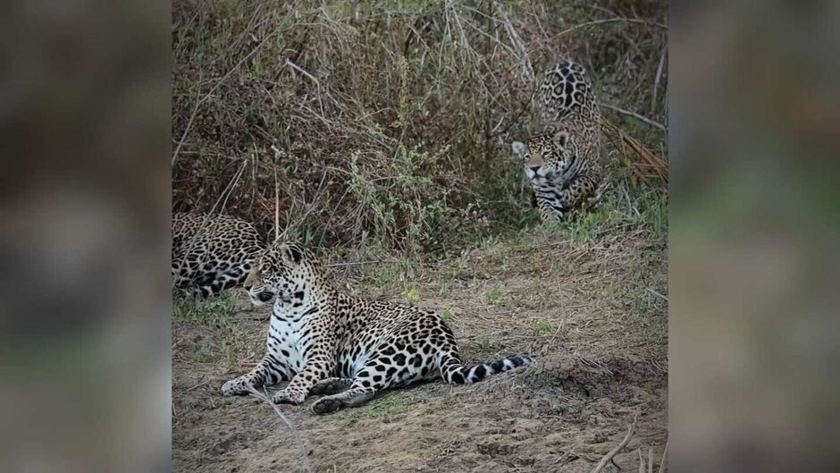 Onças são flagradas em banho de 'lambeijos' a beira de rio no Pantanal