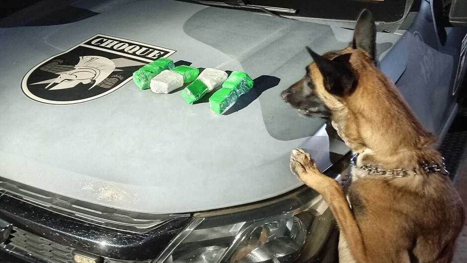 Drogas foram encontradas com auxílio do cão farejador