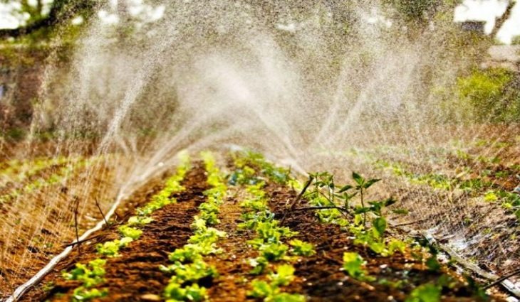 São mais de 200 hortas urbanas em Campo Grande