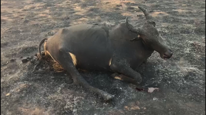 Uma vaca chegou a morrer carbonizada