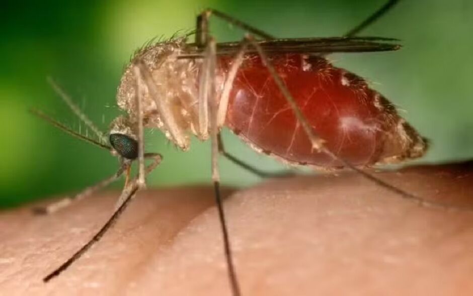 Mosquito transmissor da Febre Oropouche 