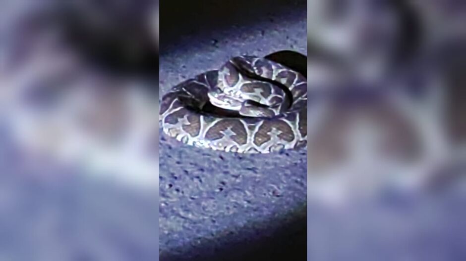 Serpente Urutu Cruzeiro ferida é resgatada em rua no Bairro União 