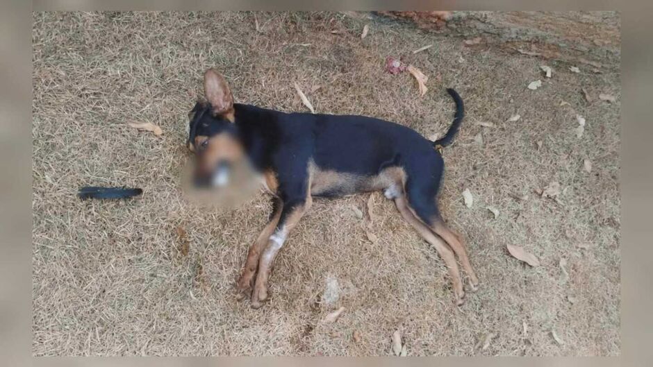 Animal foi encontrado morto no quintal da casa