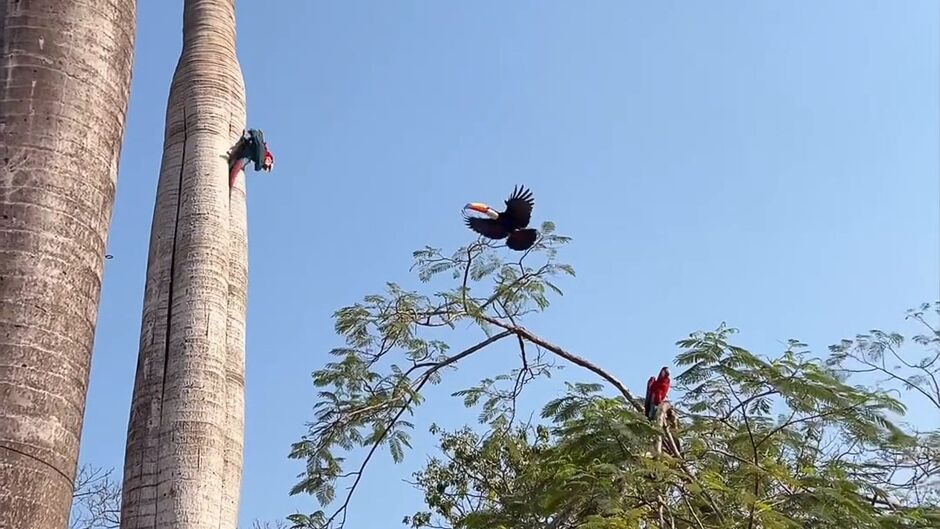 Momento do ataque do tucano ao ninho das araras