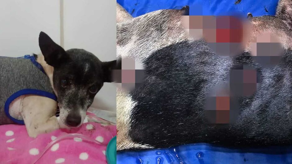 Dono dos Pitbulls não ajudou e sequer se solidarizou após ataque 