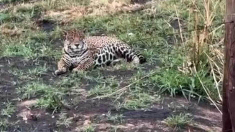 Onça é flagrada em pleno horário de descanso na beira de estrada em Miranda