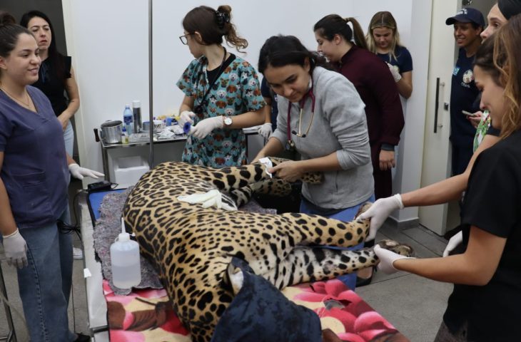 Os felinos estão em recuperação após sofrerem queimaduras em incêndios que atingiram o Pantanal