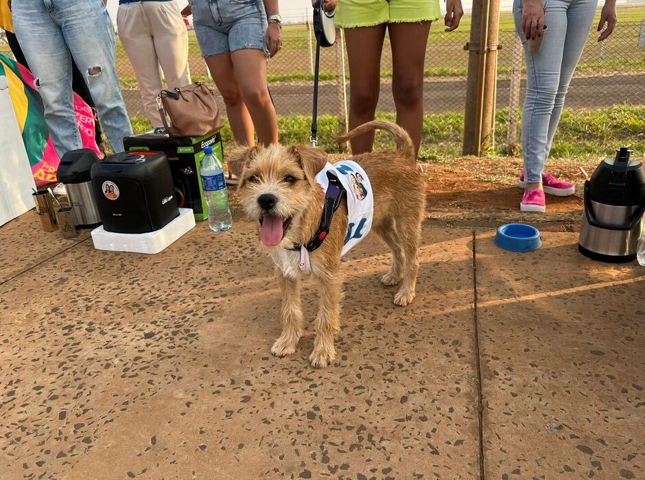 Cão Joca foi sensação durante adesivagem 