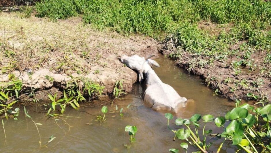 A PMA destaca que este é um caso complexo